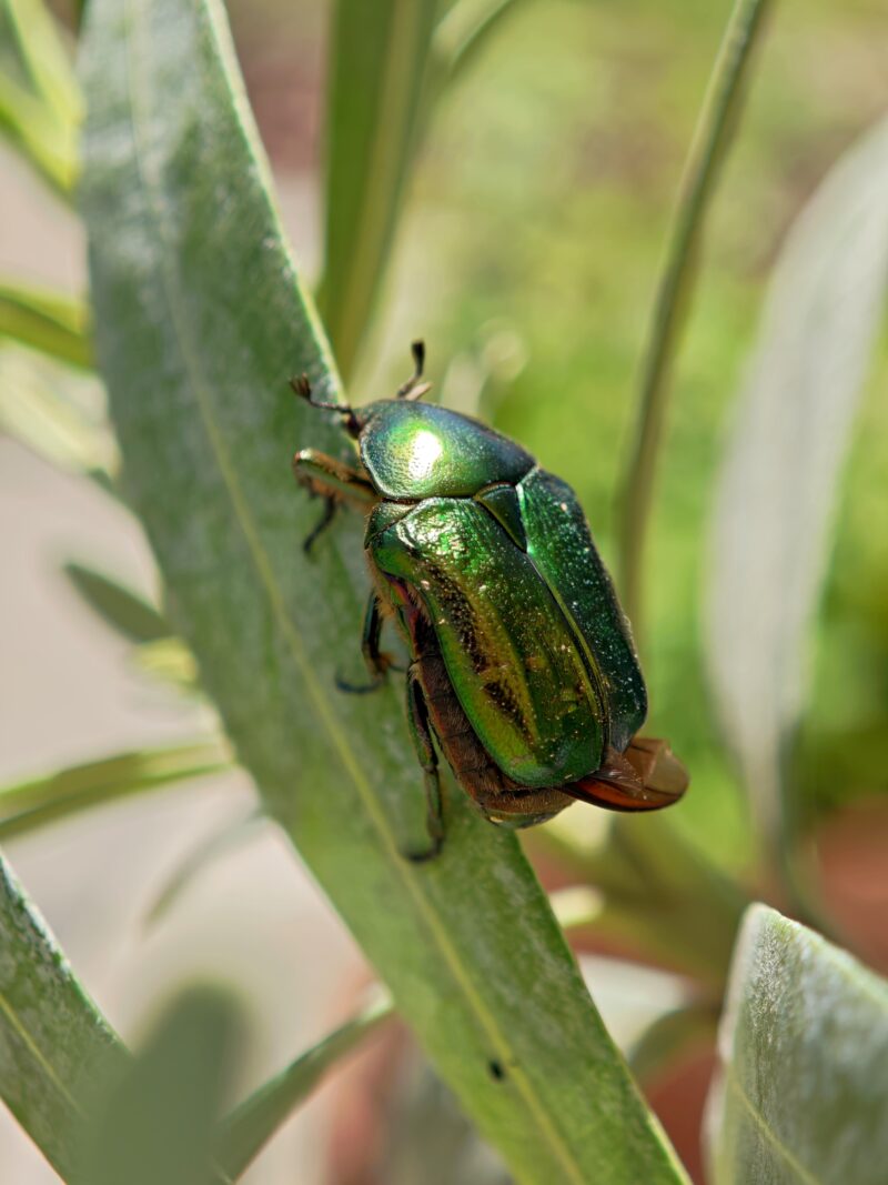 'Bug mug' - 2,5dl