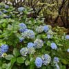 'Blue hydrangea' bögre - 2,5dl