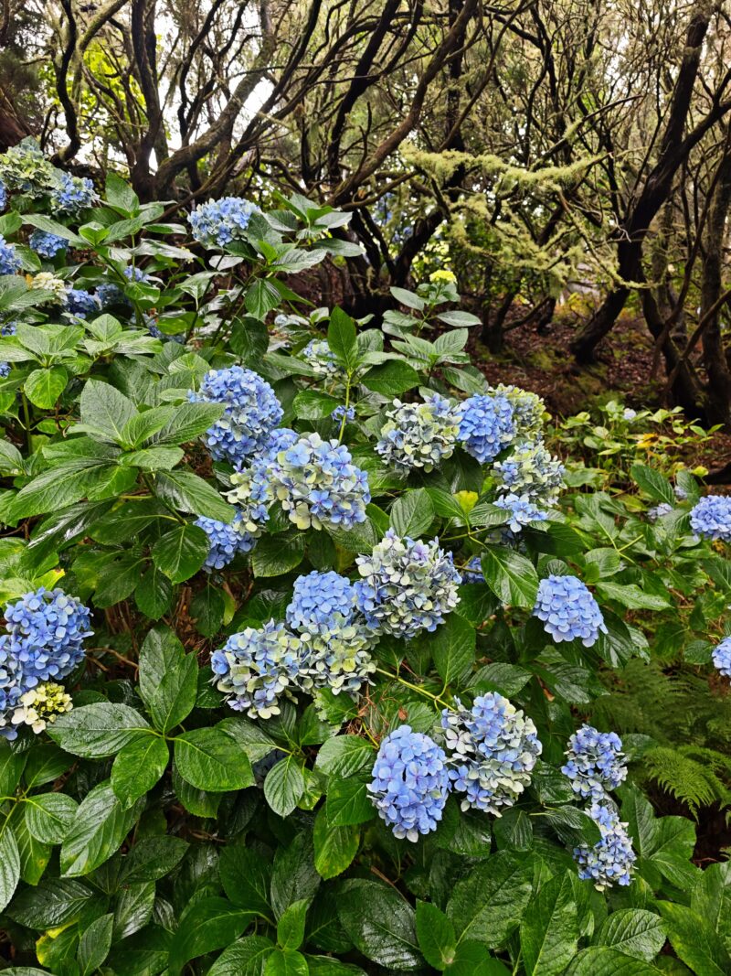 'Blue hydrangea' bögre - 2,5dl
